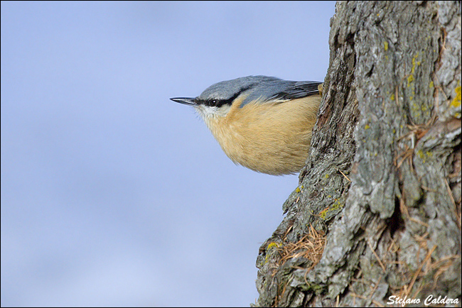 Picchio muratore, Sitta europea