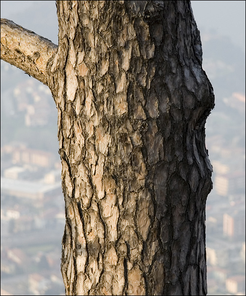 Albero da riconoscere - Pinus cfr. nigra