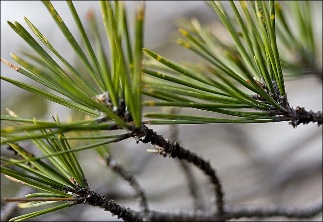 Albero da riconoscere - Pinus cfr. nigra