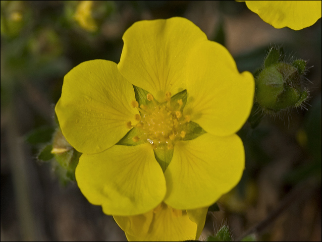 Potentilla tabernaemontani (=neumanniana)/ Potentilla primaticcia