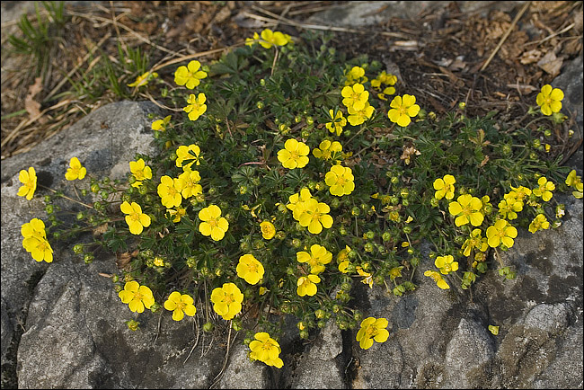 Potentilla tabernaemontani (=neumanniana)/ Potentilla primaticcia