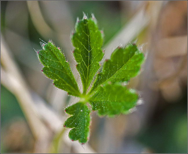 Potentilla tabernaemontani (=neumanniana)/ Potentilla primaticcia