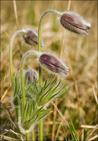 Pulsatilla montana / Pulsatilla comune