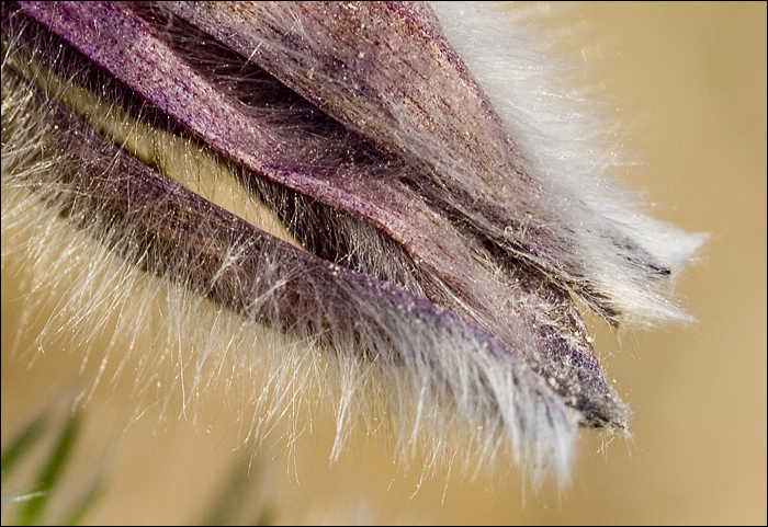 Pulsatilla montana / Pulsatilla comune