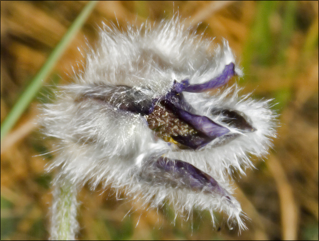 Pulsatilla montana / Pulsatilla comune