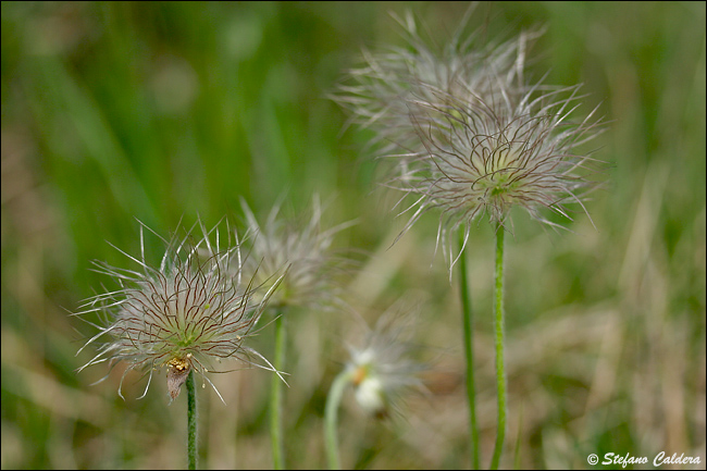 Pulsatilla montana / Pulsatilla comune