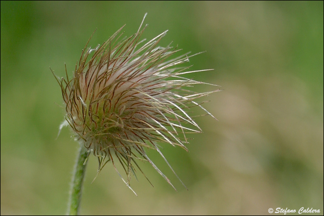 Pulsatilla montana / Pulsatilla comune