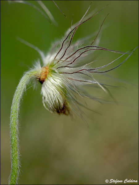 Pulsatilla montana / Pulsatilla comune