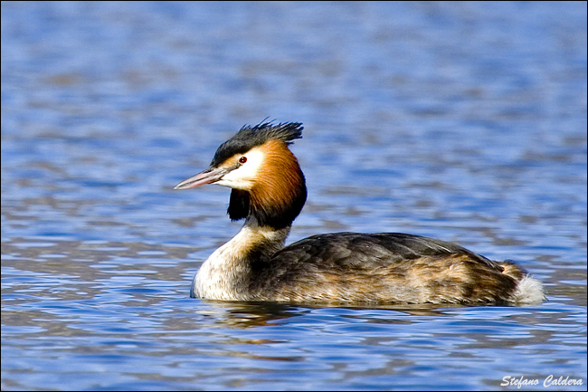 Svasso maggiore - Podiceps cristatus