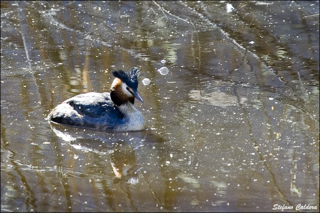 Svasso maggiore - Podiceps cristatus