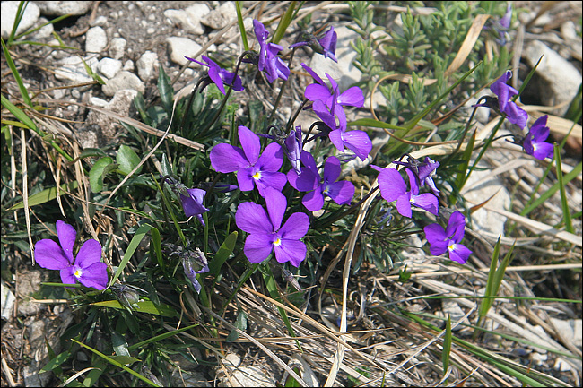 Viola dubyana / Viola di Duby