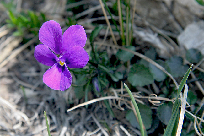 Viola dubyana / Viola di Duby