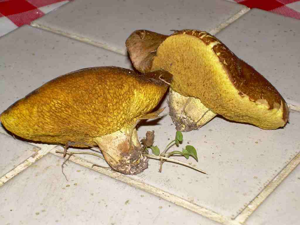 Suillus collinitus ?