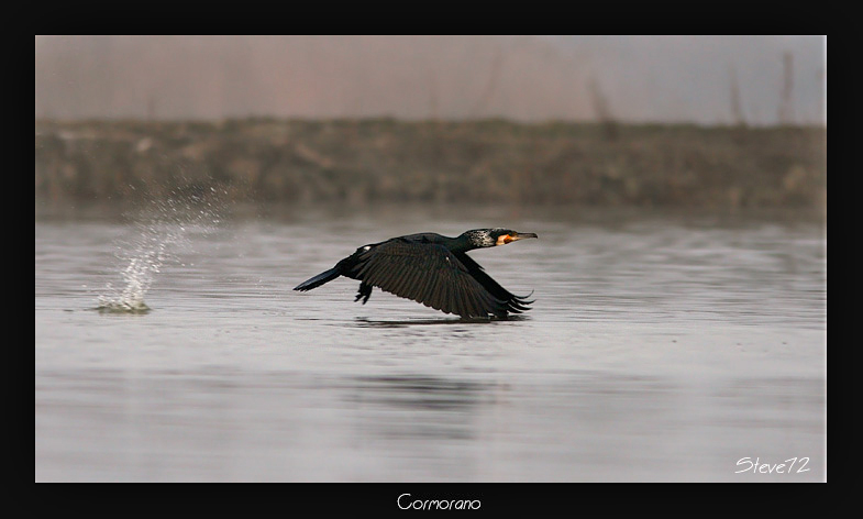 cormorano Phalacrocorax carbo in volo radente