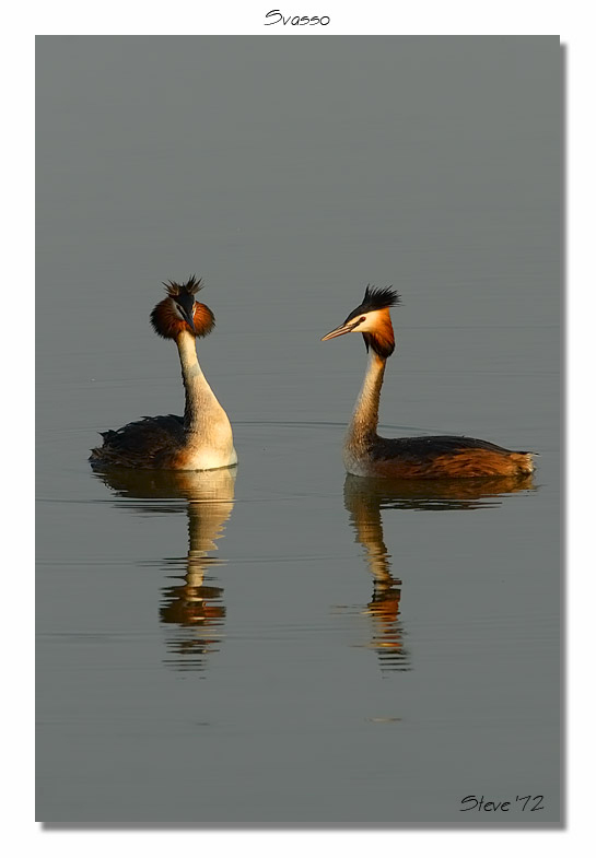 Svassi Podiceps cristatus  in parata