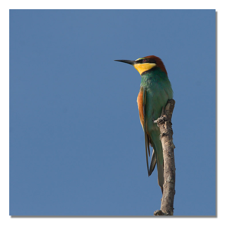 Gruccioni - Merops apiaster