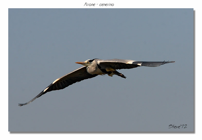 aironi cenerini