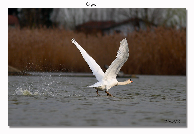 Cigno reale (Cygnus olor): partenza