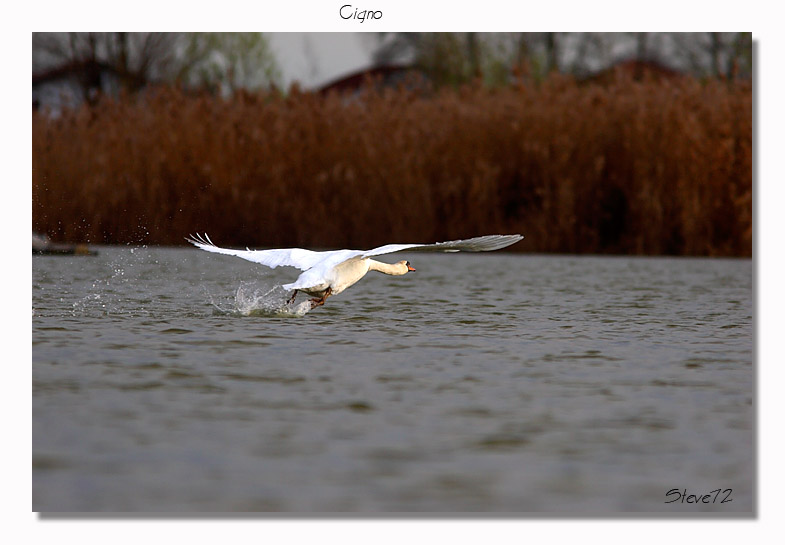 Cigno reale (Cygnus olor): partenza