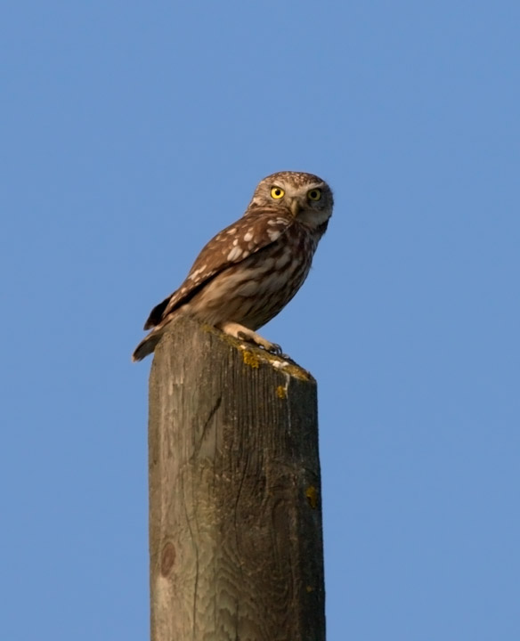 Civetta comune - Athene noctua