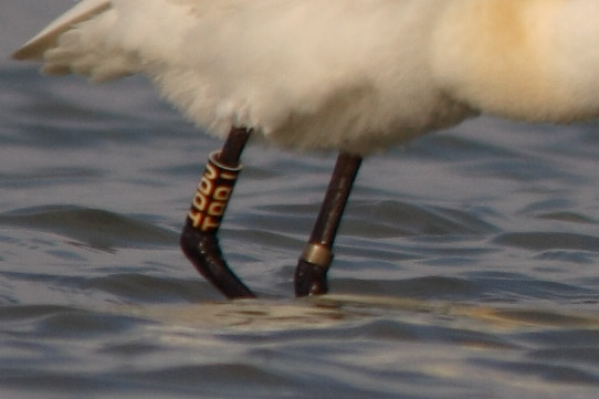 spatole Platalea leucorodia in cartolina