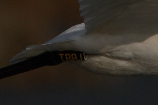 spatole Platalea leucorodia in cartolina