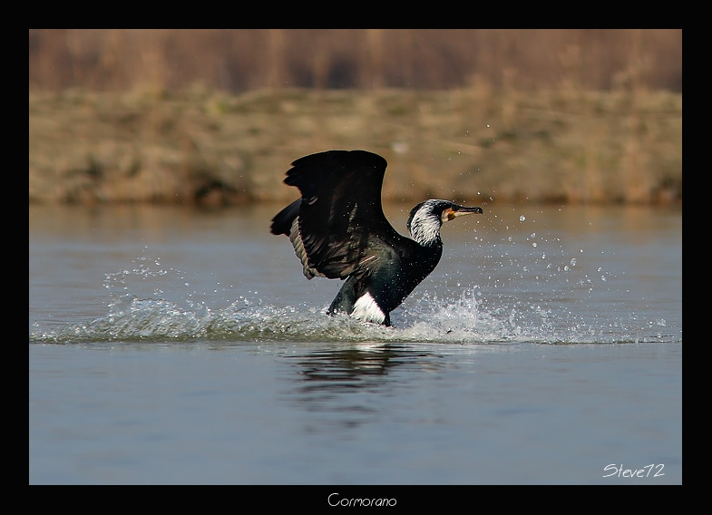 cormorano Phalacrocorax carbo in volo radente