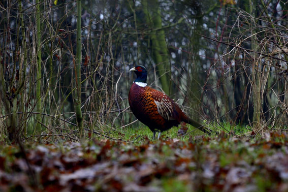 fagiano nel bosco