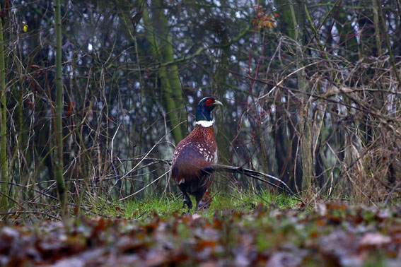 fagiano nel bosco