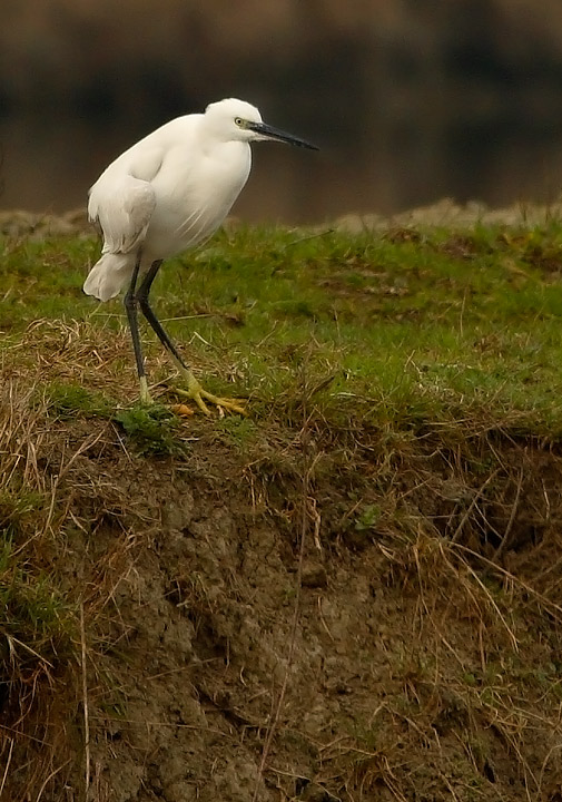 Garzetta - Egretta garzetta