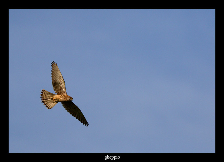 Gheppio Falco tinnunculus