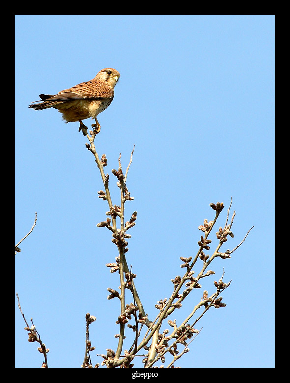 Gheppio - Falco tinnunculus