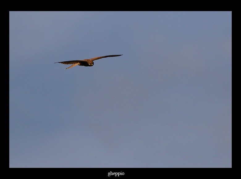 Gheppio Falco tinnunculus