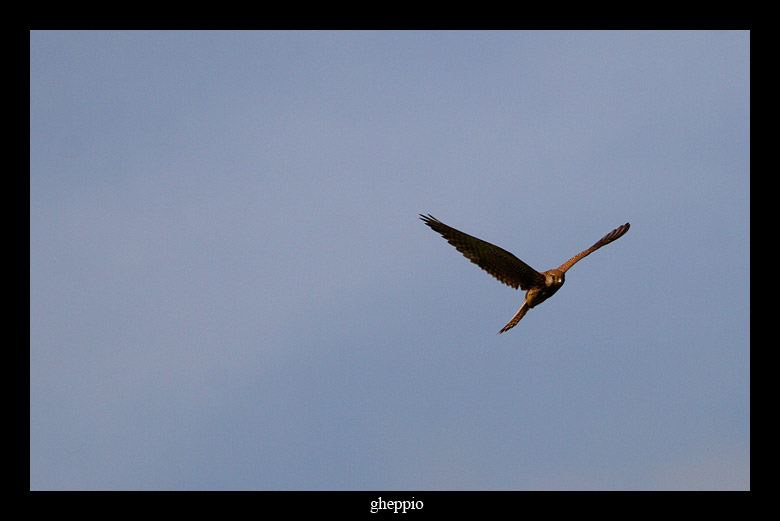 Gheppio Falco tinnunculus