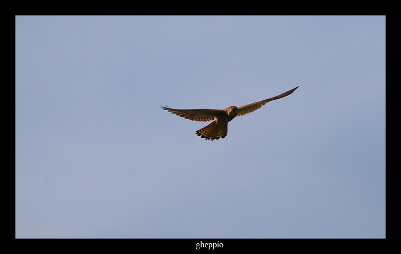 Gheppio Falco tinnunculus