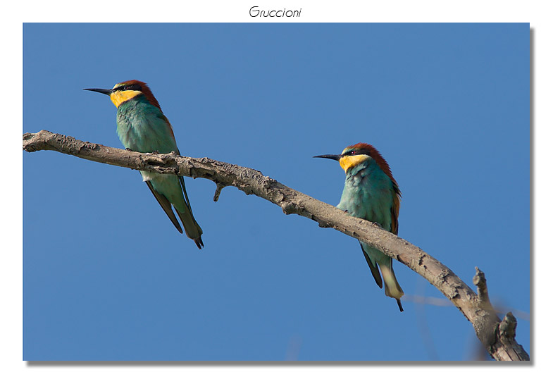 Gruccioni - Merops apiaster