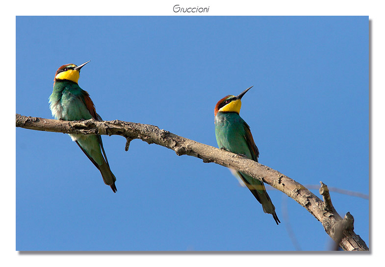 Gruccioni - Merops apiaster