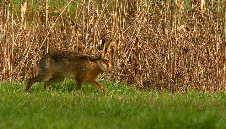 Lepre Lepus europaeus