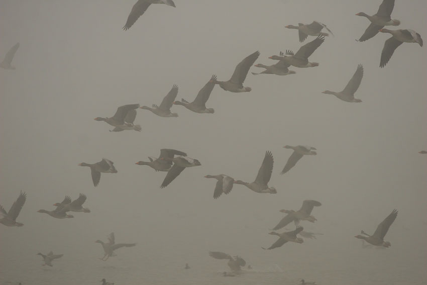 formazione nella nebbia