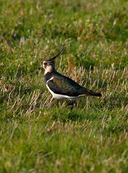 pavoncella Vanellus vanellus