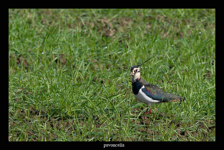 pavoncella Vanellus vanellus