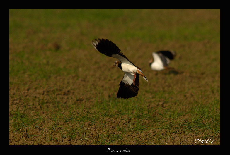 pavoncella Vanellus vanellus