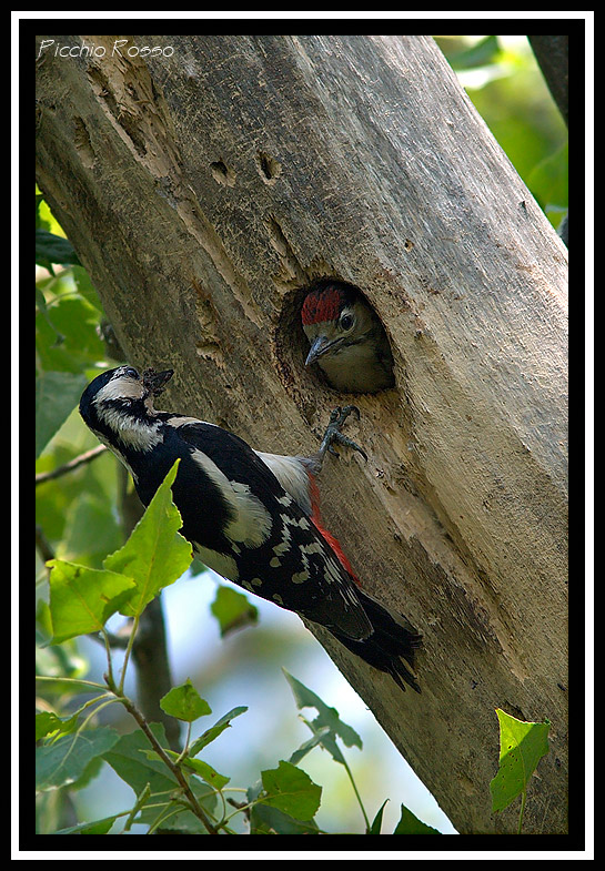 Picchio rosso maggiore Dendrocopos major