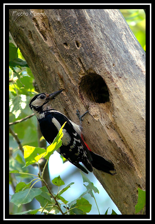 Picchio rosso maggiore Dendrocopos major