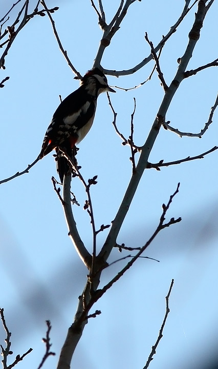 Picchio rosso maggiore Dendrocopos major