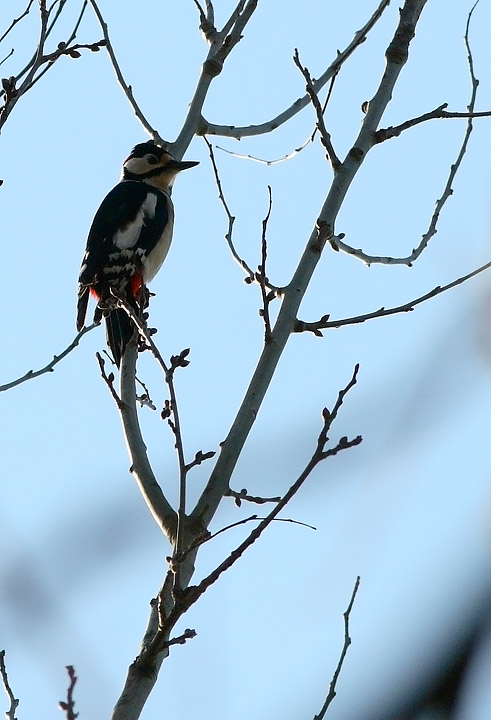 Picchio rosso maggiore Dendrocopos major