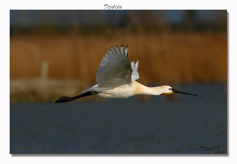 spatole Platalea leucorodia in cartolina