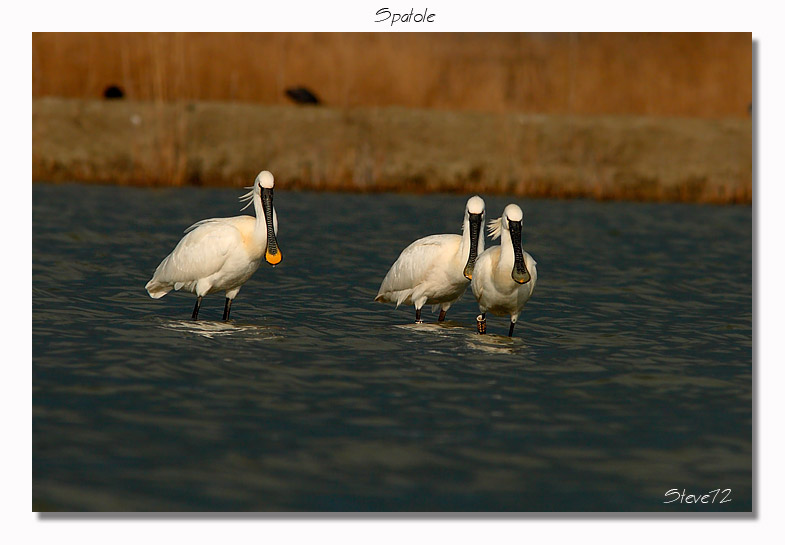 spatole Platalea leucorodia in cartolina