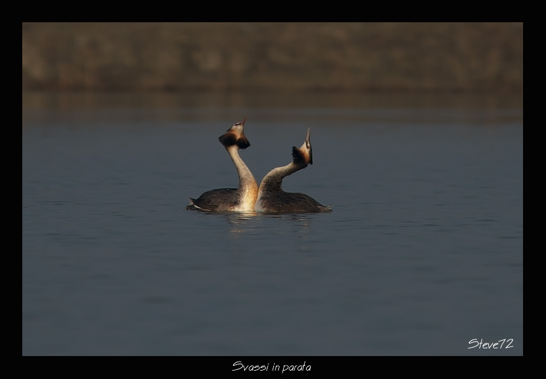 Svassi Podiceps cristatus  in parata