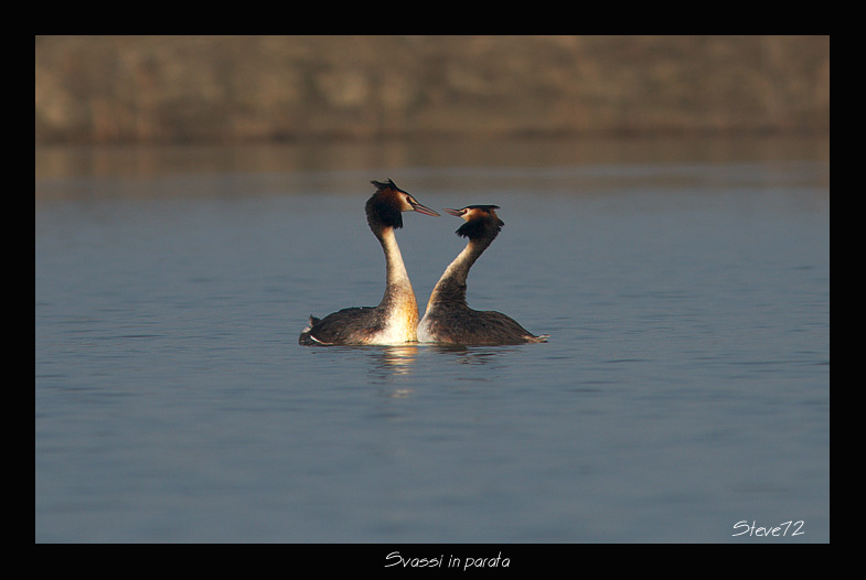 Svassi Podiceps cristatus  in parata